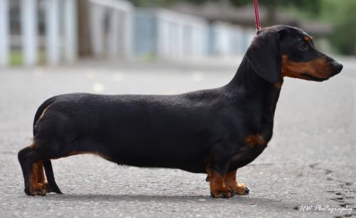 Bronia dachshunds hot sale